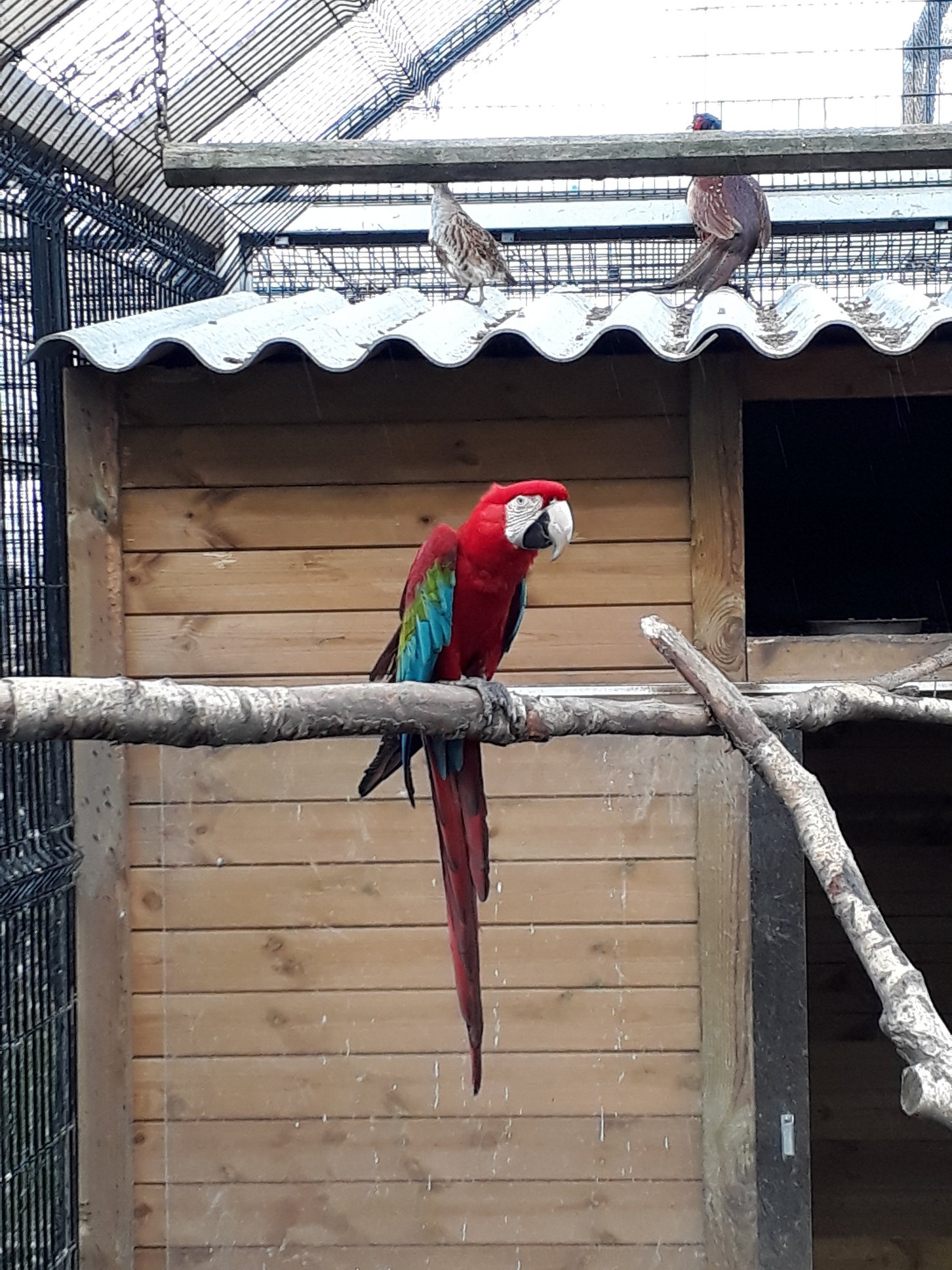 Sint-Martinus den XIIde - Roofvogelactiviteit WHV